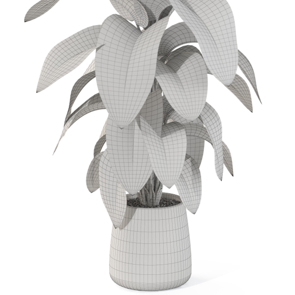 Plants collection 1113