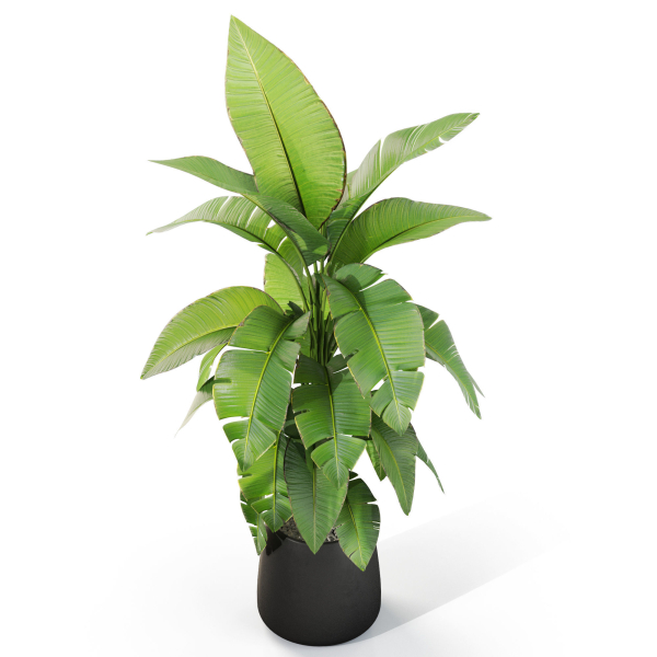 Plants collection 1113