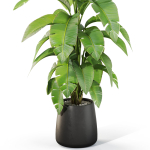Plants collection 1113