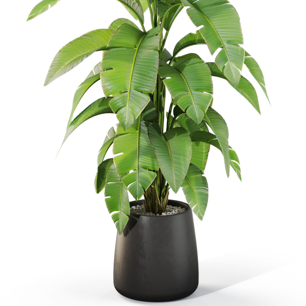 Plants collection 1113
