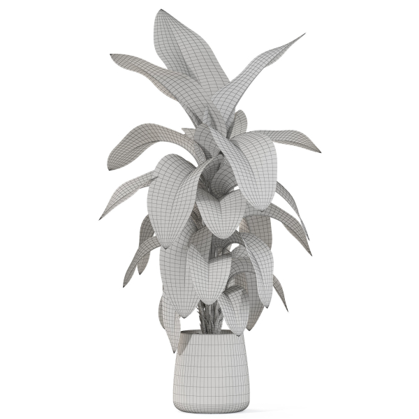 Plants collection 1113