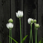 Plants collection 15