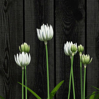 Plants collection 15