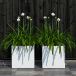 Plants collection 15