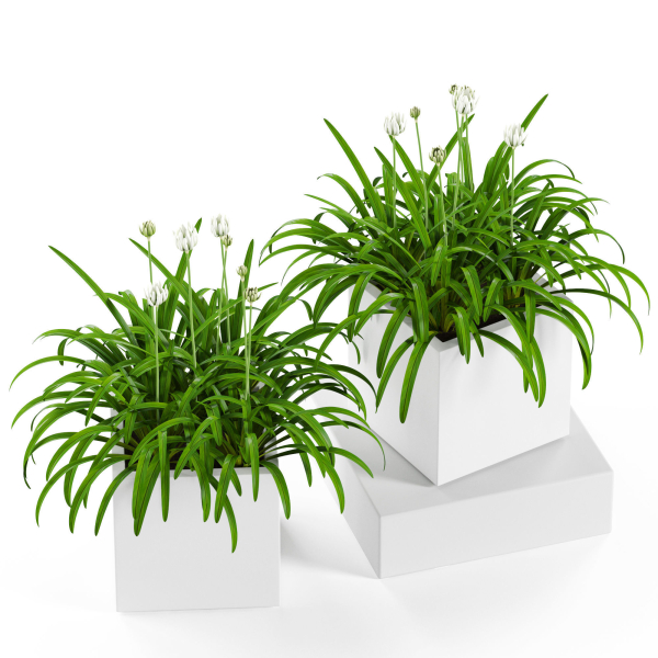Plants collection 15