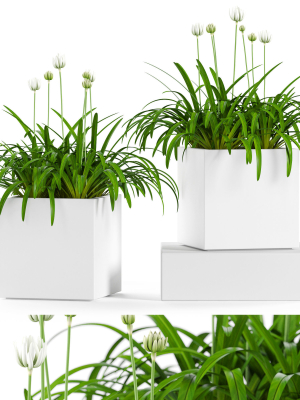 Plants collection 15