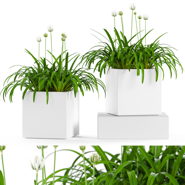 Plants collection 15