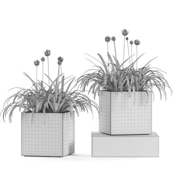 Plants collection 15