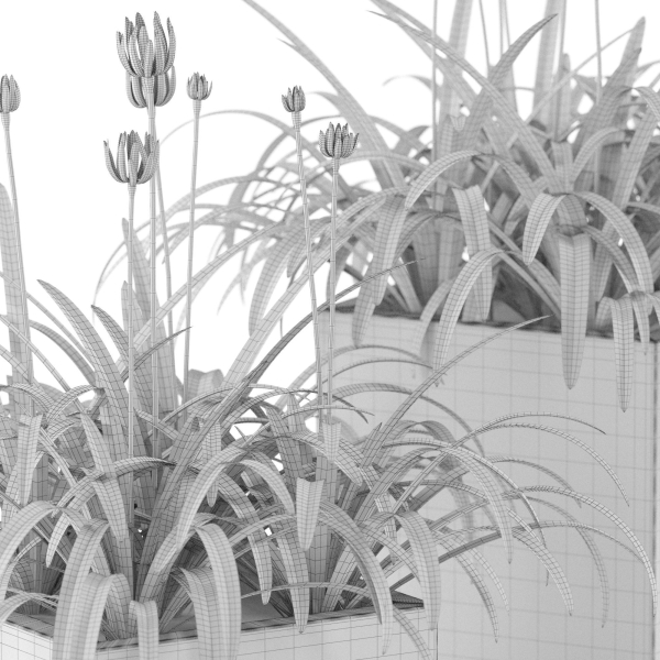 Plants collection 15