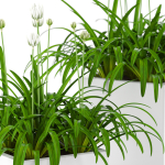 Plants collection 15