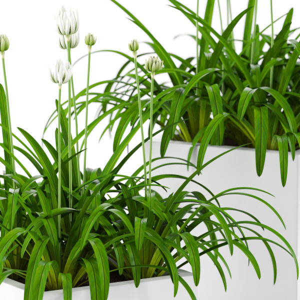 Plants collection 15