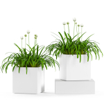Plants collection 15