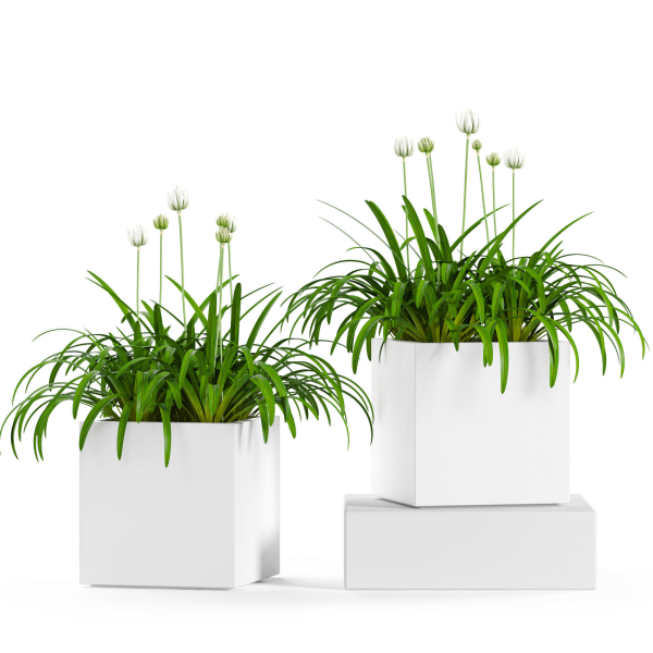 Plants collection 15