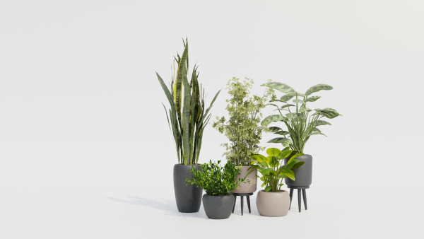 Pots with Plants