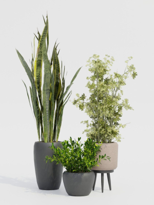 plants-collection-2-3d-model-9801a59419