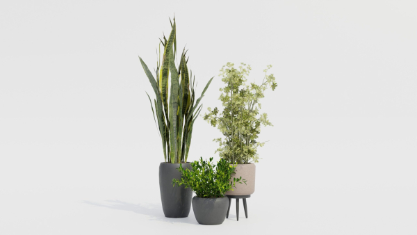 Pots with Plants