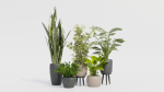 Pots with Plants