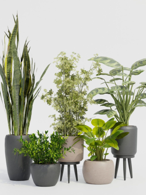 Pots with Plants