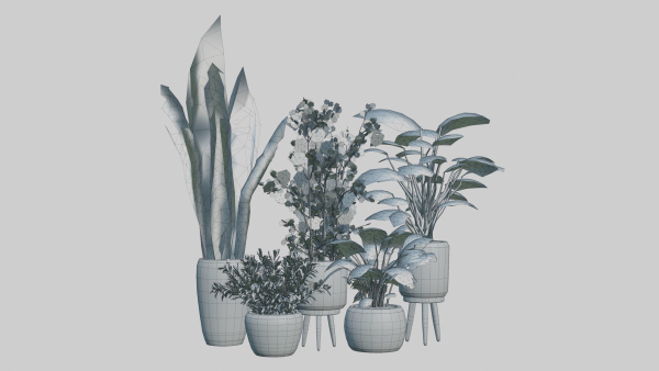 Pots with Plants
