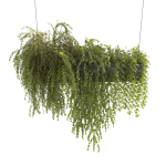Plants Collection 22