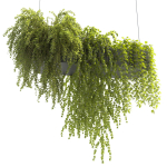 Plants Collection 22