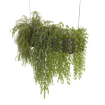 Plants Collection 22