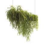 Plants Collection 22