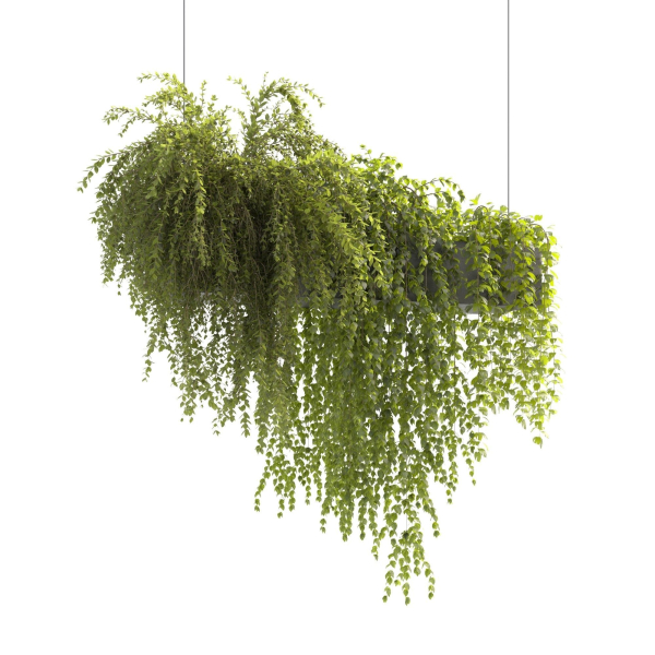 Plants Collection 22
