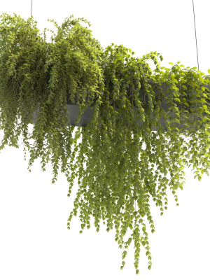 Plants Collection 22