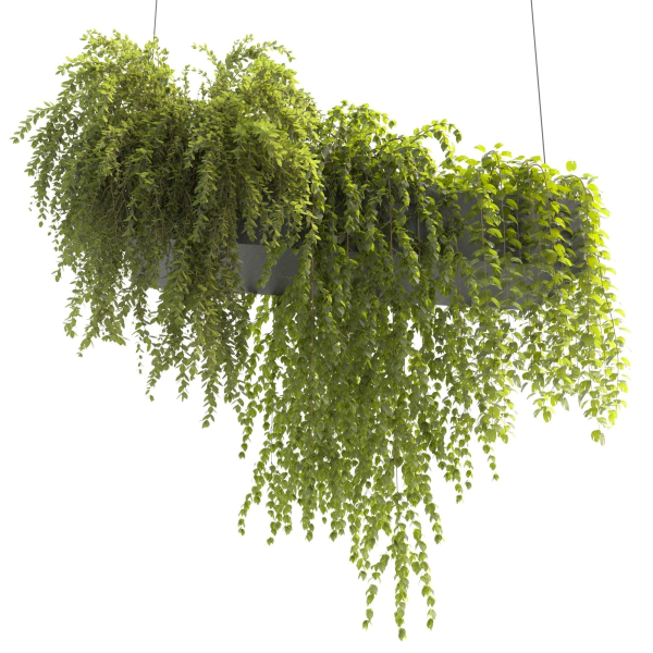 Plants Collection 22