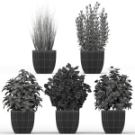 Plants collection 232
