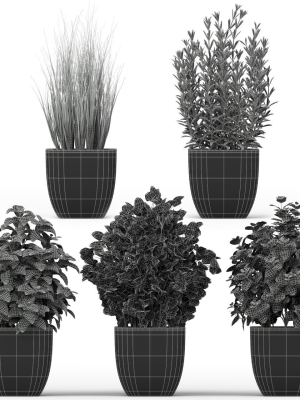 plants-collection-232-3d-model-max-obj-fbx-c4d-blend