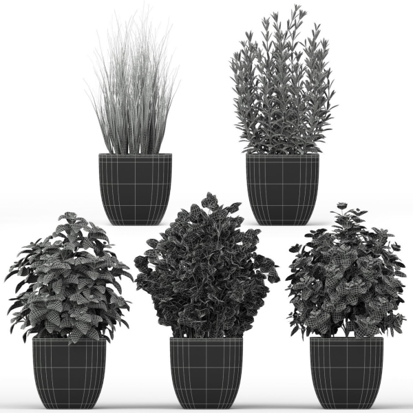 Plants collection 232