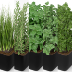 Plants collection 232