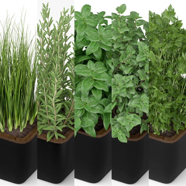 Plants collection 232
