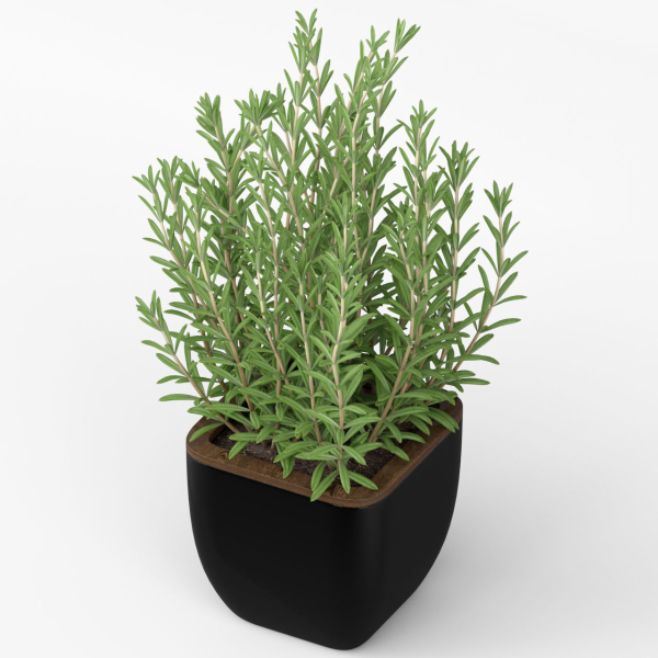 Plants collection 232