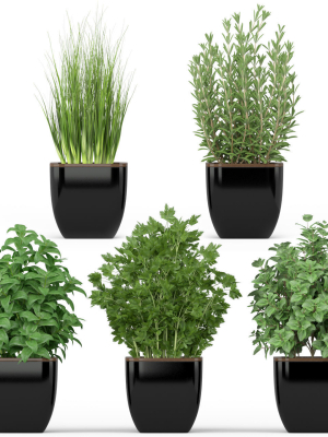 Plants collection 232