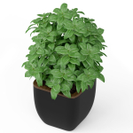 Plants collection 232