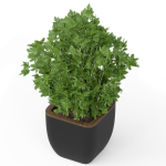Plants collection 232