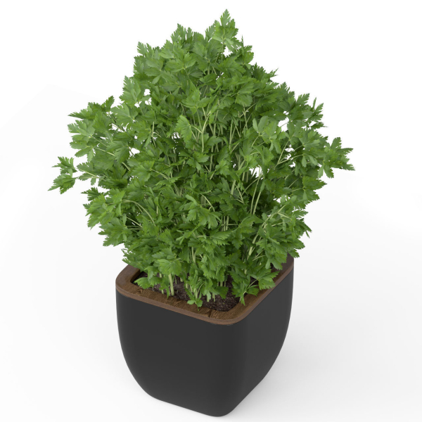 Plants collection 232