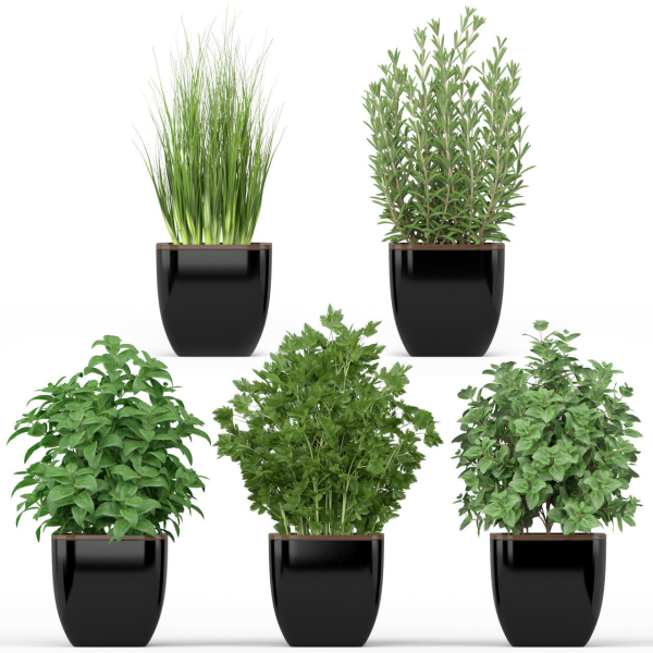 Plants collection 232