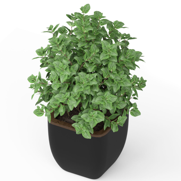 Plants collection 232