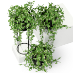 Plants collection 250