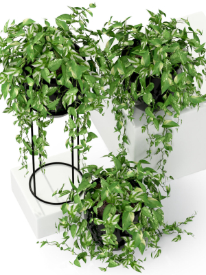 plants-collection-250-3d-model-max-obj-fbx