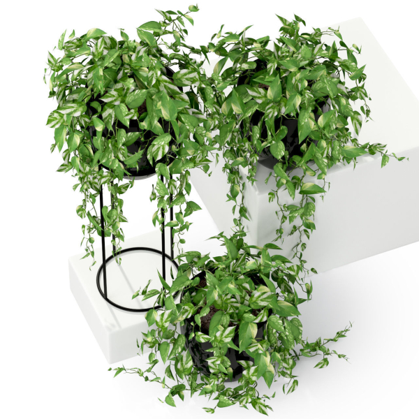 Plants collection 250