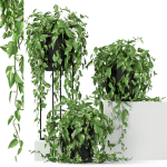 Plants collection 250