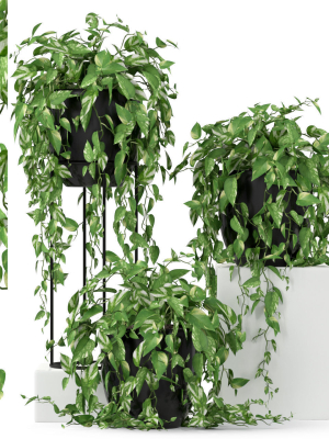 Plants collection 250