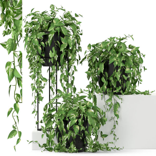 Plants collection 250
