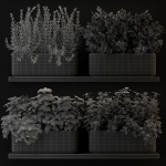 Plants collection 262