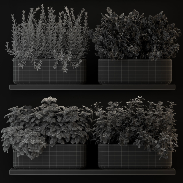 Plants collection 262